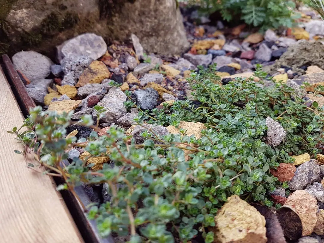 Close-up of green plants among various stones and pebbles in a garden setting.