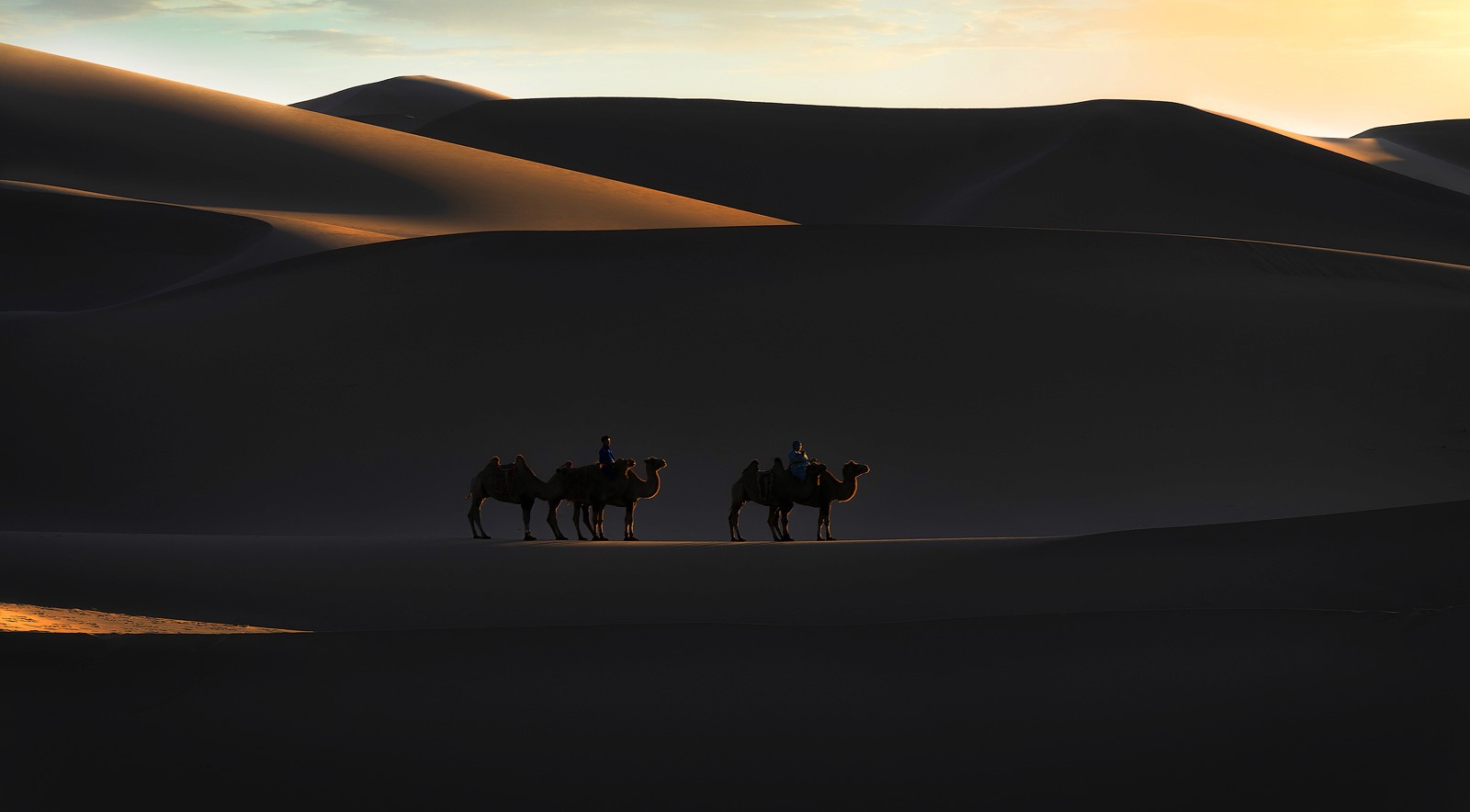 Camellos en las dunas del desierto del Gobi en Mongolia, durante un viaje de Namaste Photo Tours.