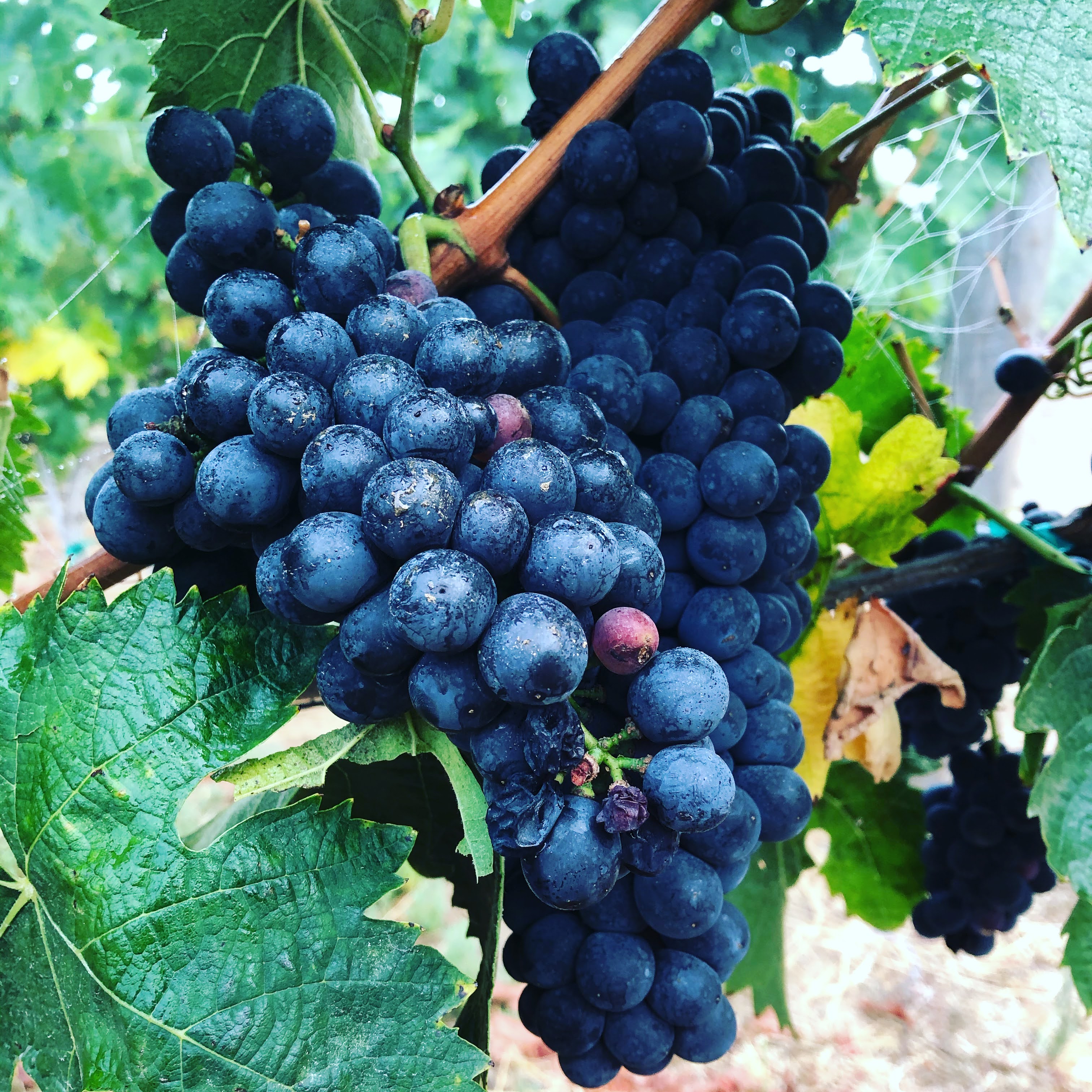 Close-up view of dark blue grapes hanging on a tree in Uruguay, showcasing the rich color and abundance of the harvest.