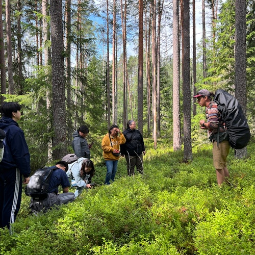 蓝莓在夏季随处可见！