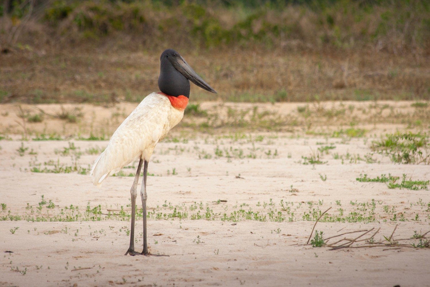 Glitched, fragmented image combining parts of a man in a white shirt, repeated facial features, an indoor seating area, and a sandy outdoor scene with grass and a bird.Verzerrtes, fragmentiertes Bild mit Teilen eines Mannes im weißen Hemd, mehrfachen Gesichtsausschnitten, einem Innenraum mit Sitzreihen sowie einer sandigen Außenszene mit Gras und einem Vogel. Pantanal.