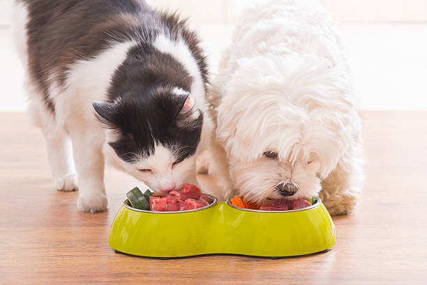 A health cat and dog eating happily because they are parasite-free