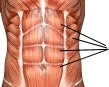 a drawing of human muscles, the abs
