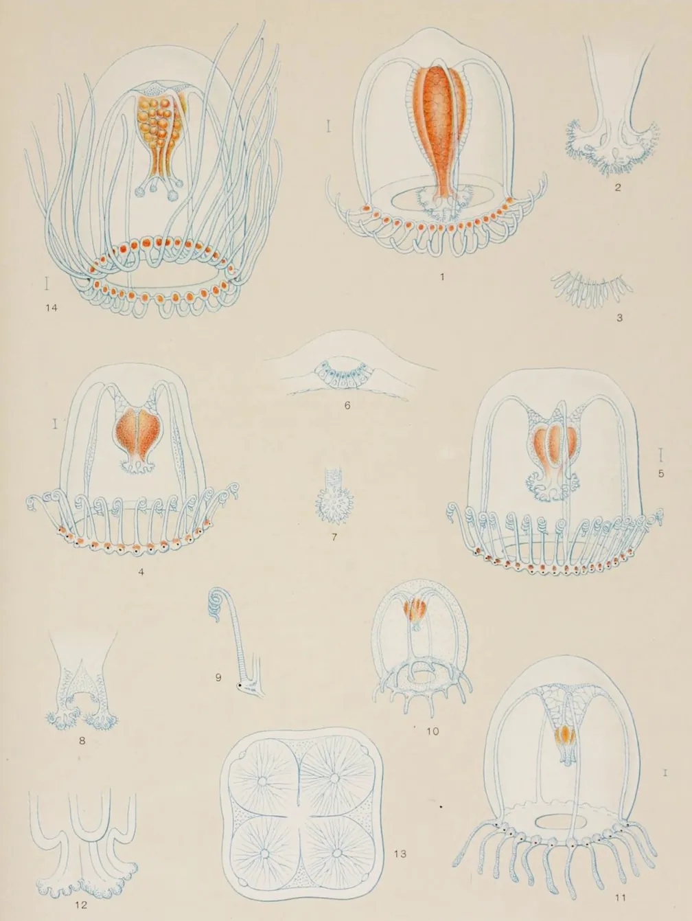 A vintage scientific illustration of organisms.