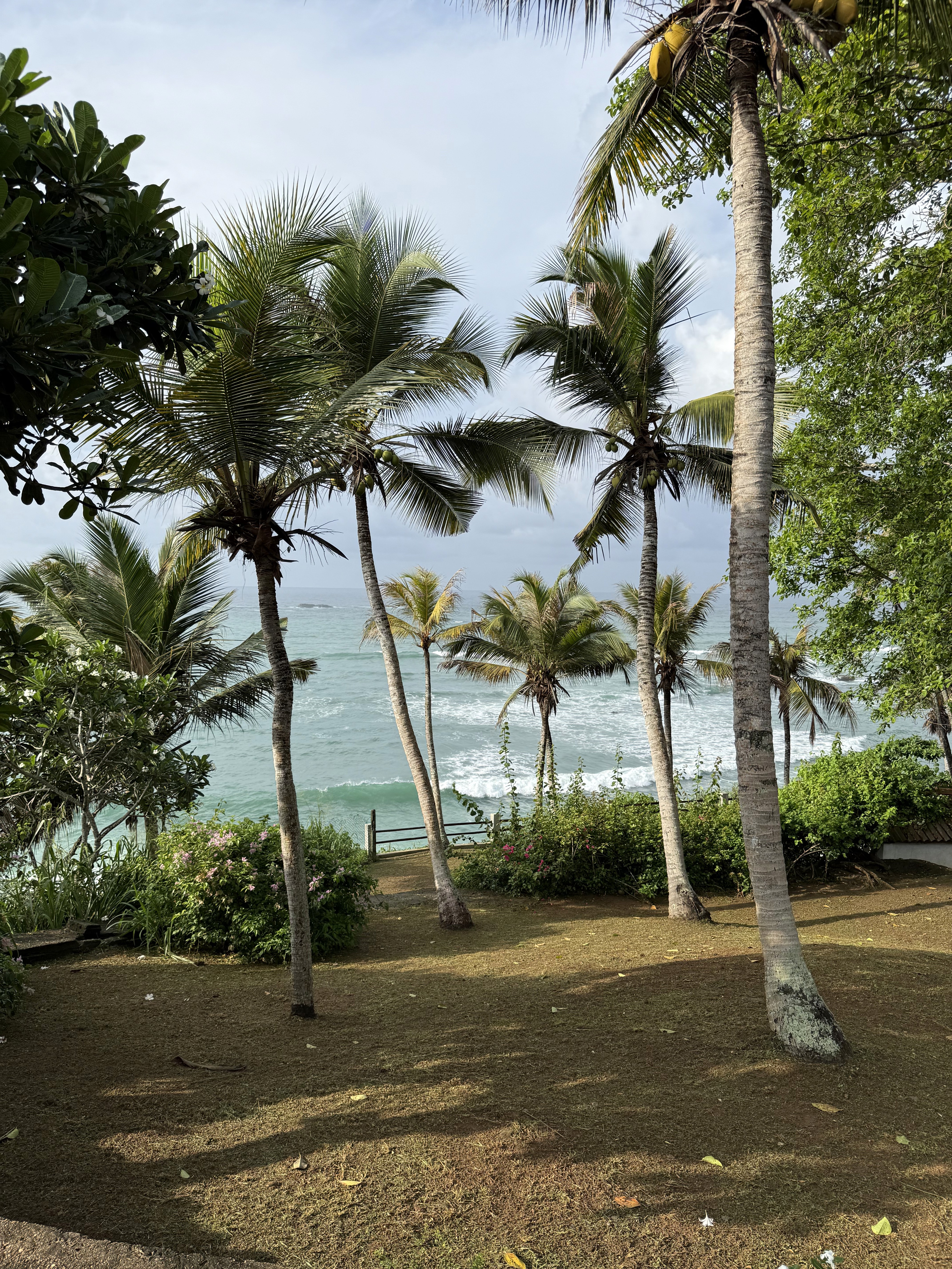 palm trees