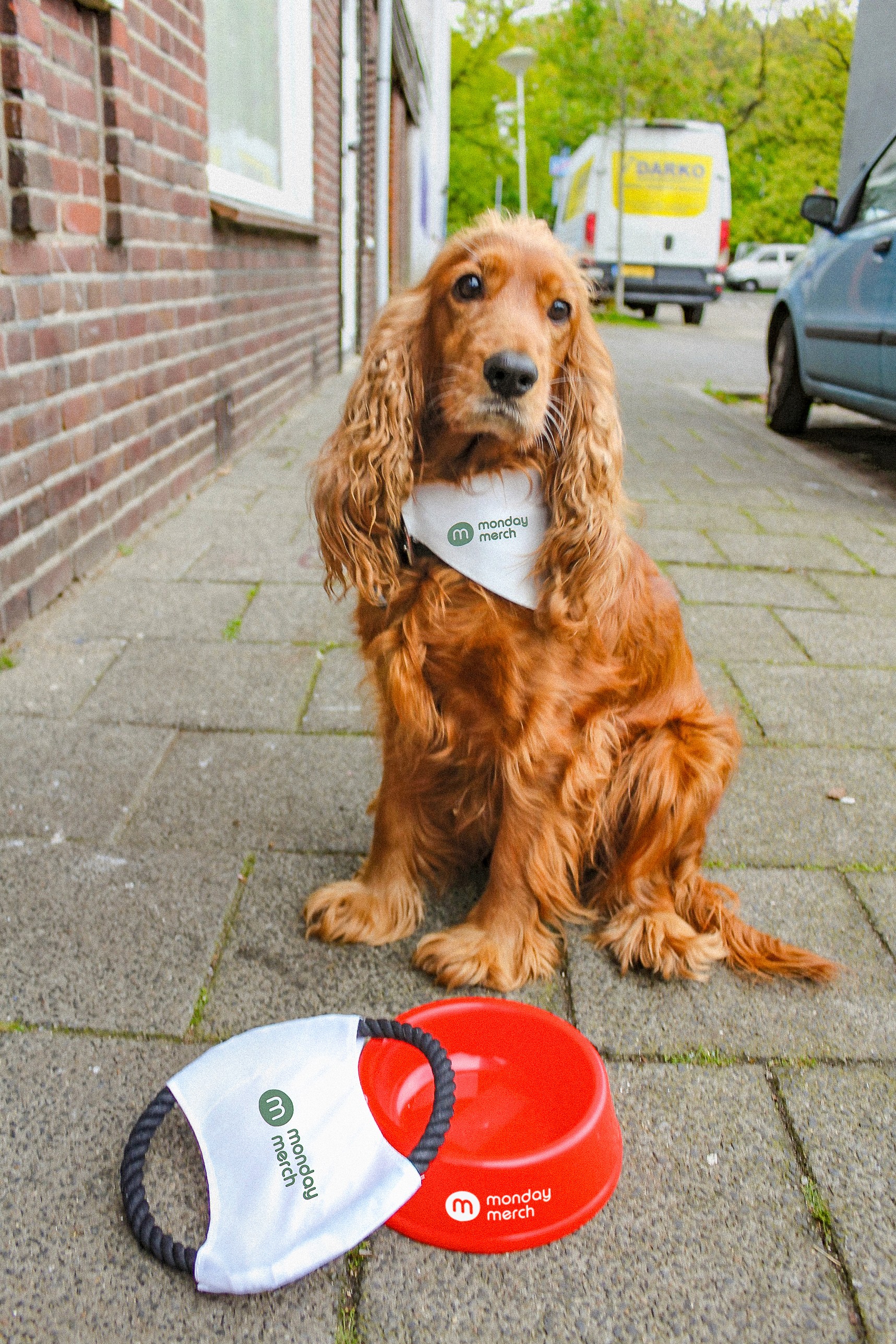 A dog wearing a "monday merch" bandana