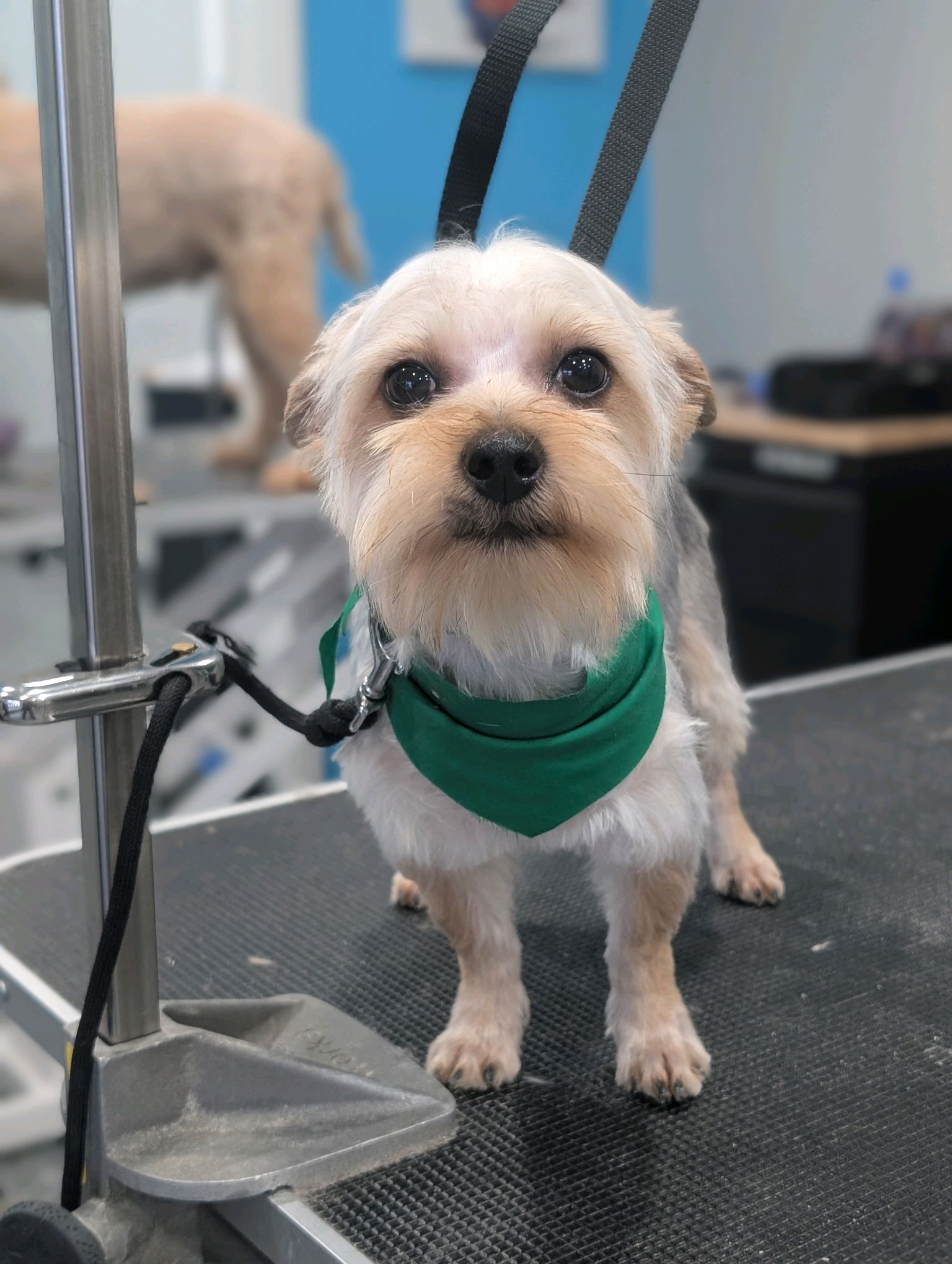 Small Dogs Grooming Gallery Of Photos - Wags To Riches Dog Grooming