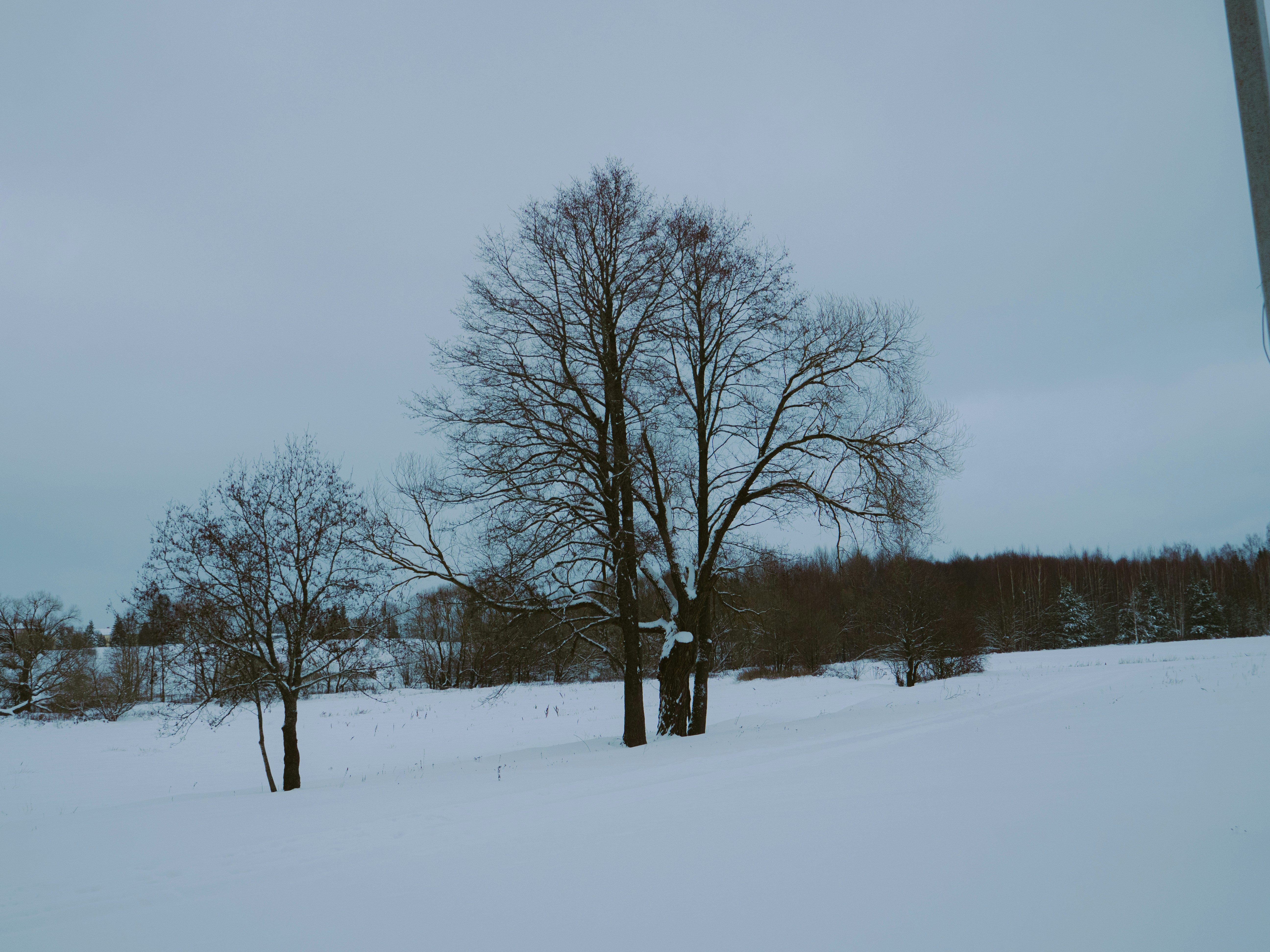 Bare trees stand in a snow-covered field.