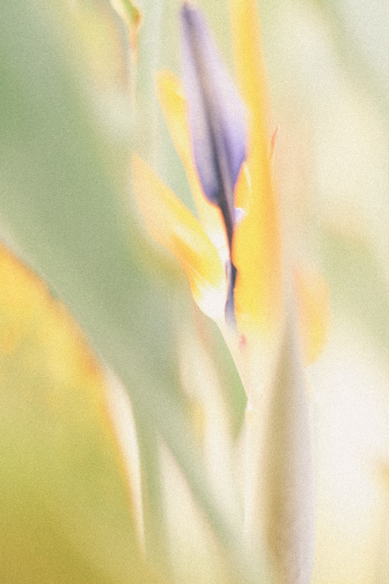 Warm flower macro
