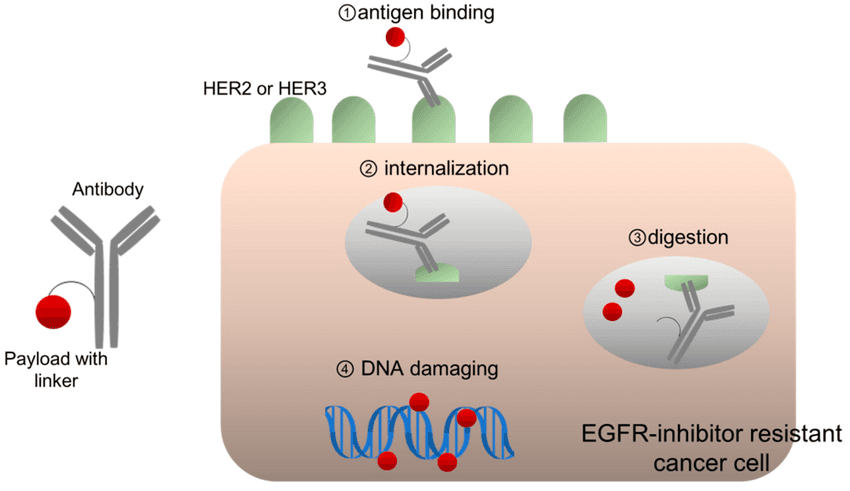 Illustrating  how Enhertu antibody-drug conjugate targets HER2-positive breast cancer cells