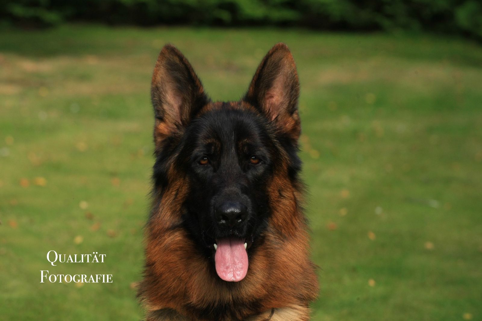 Image of our german shepherd