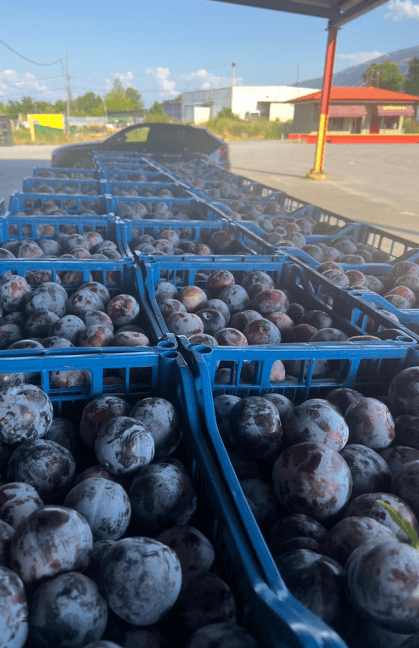 Plums packed in crates for export, ready for TIR loading.