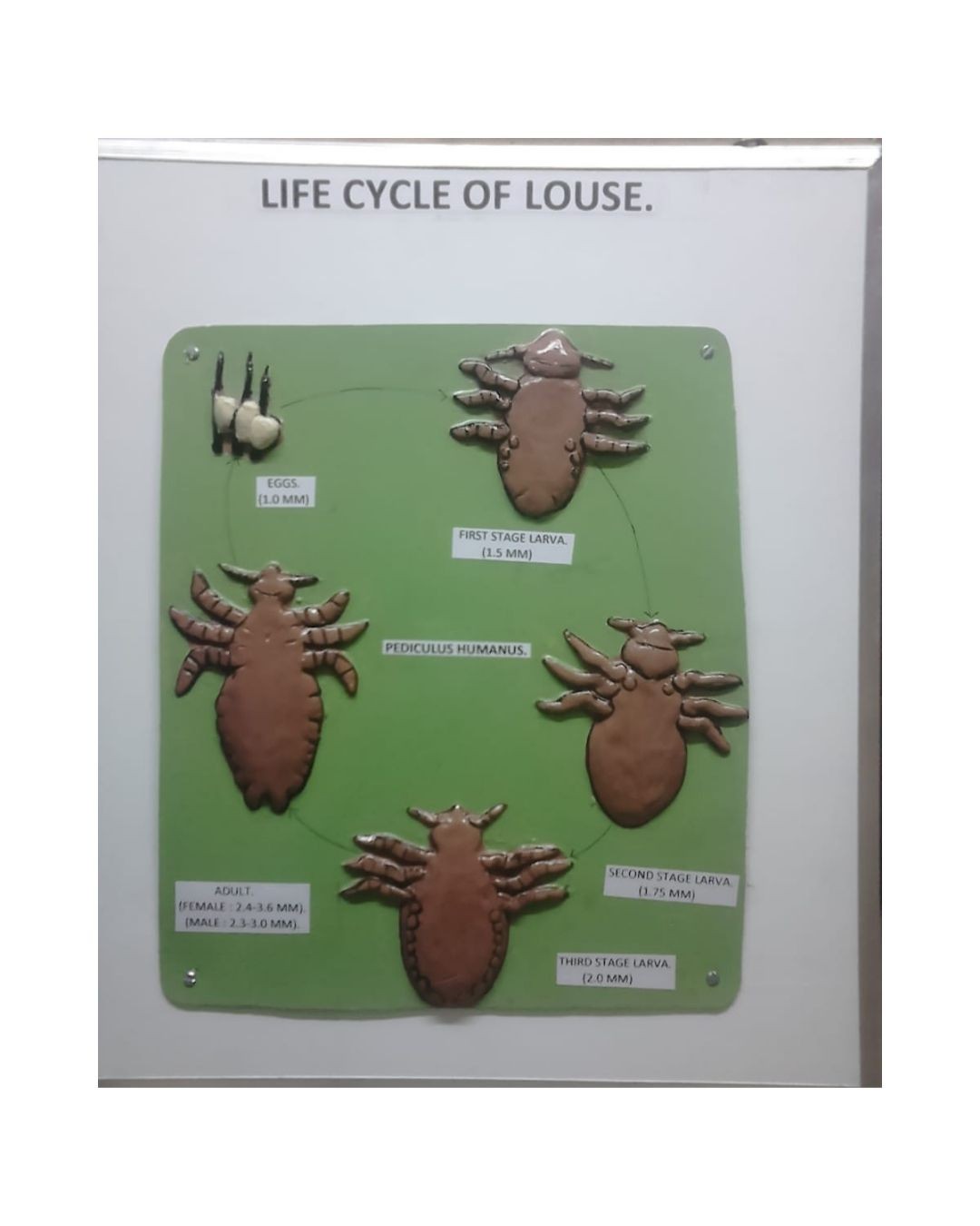 Life Cycle Of Louse