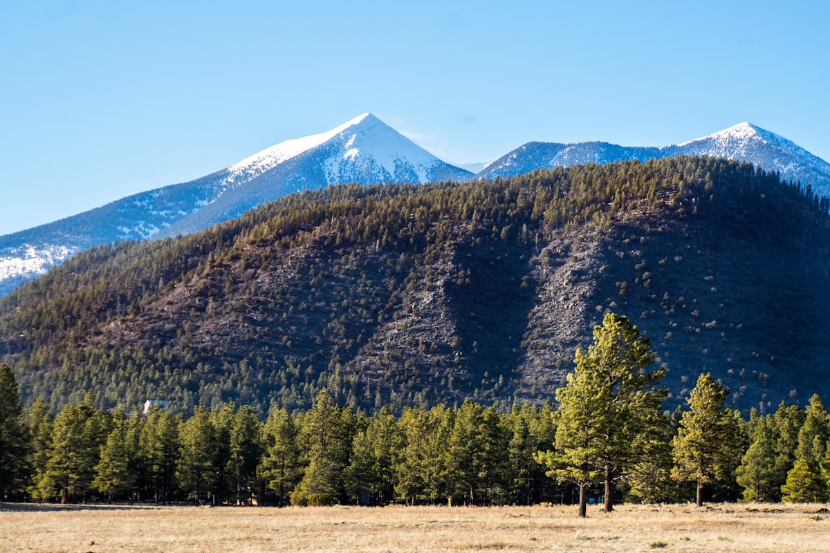 Ponderosa pines below the San Francisco Peaks near Flagstaff