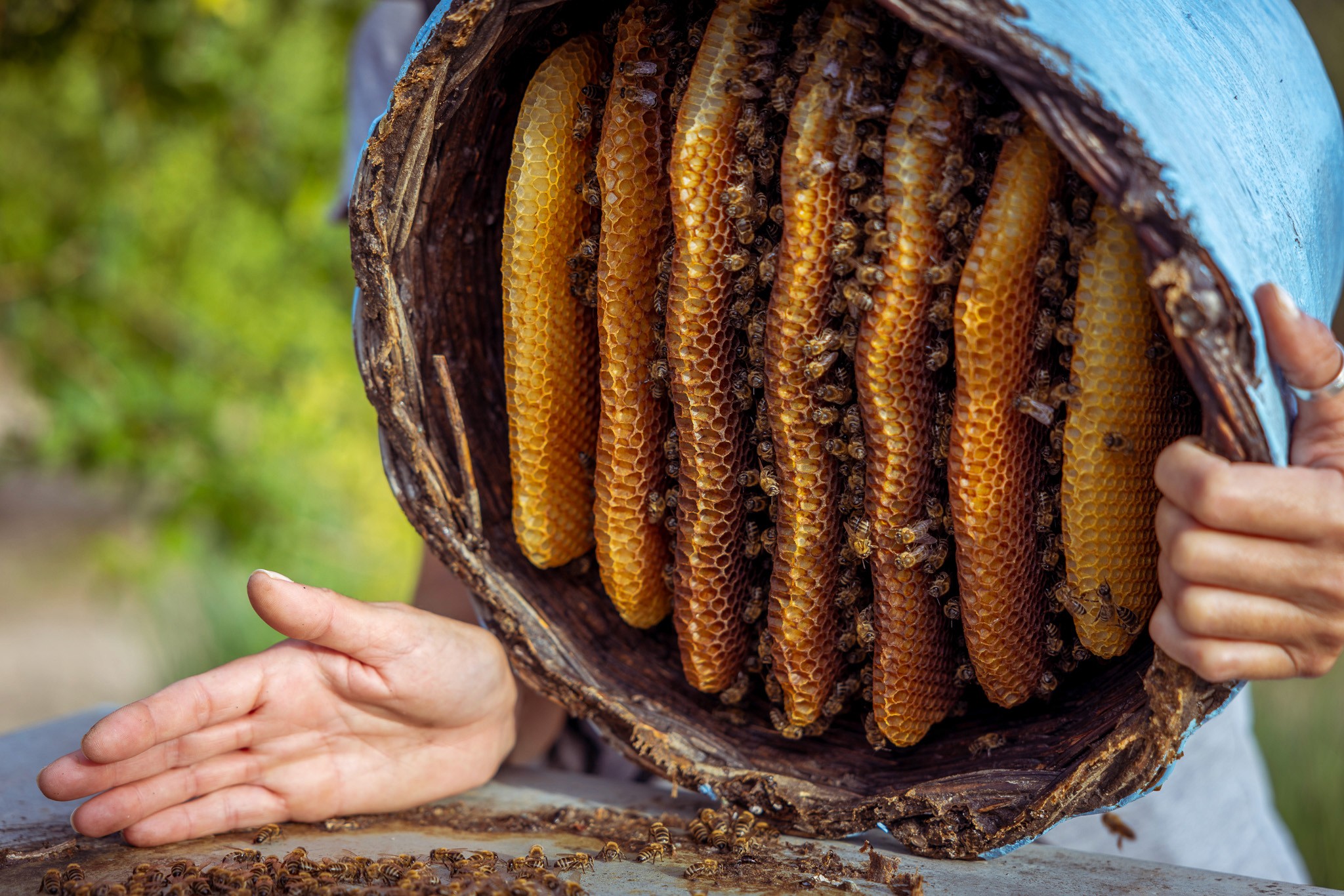 Bee Apiary Kefalonia