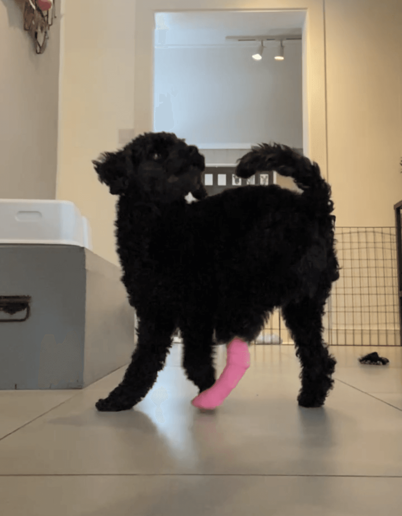 Hund som snurrer rundt