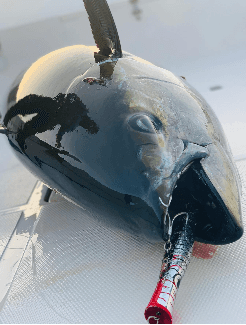 Oman, tun, yellowfin, popper, kastefiskeri, båd