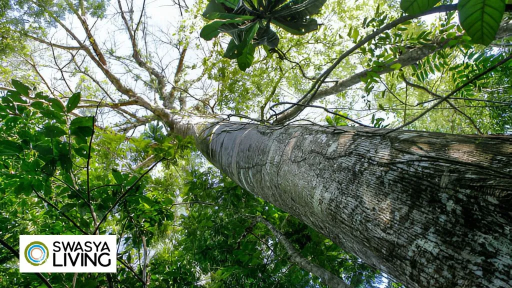 Mahogany Tree Benefits