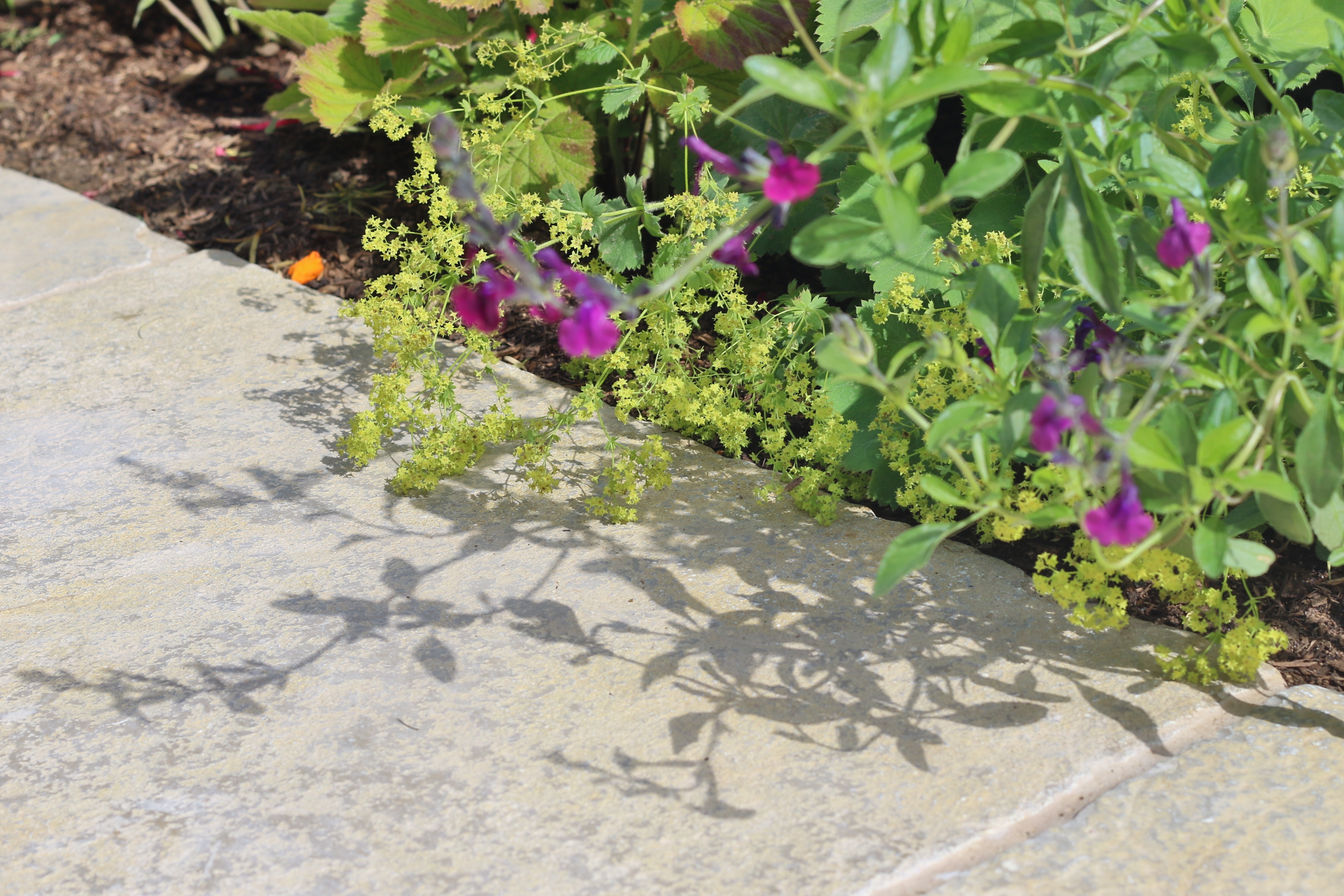 A close-up of a garden pathway with green plants and purple flowers growing along the edge.