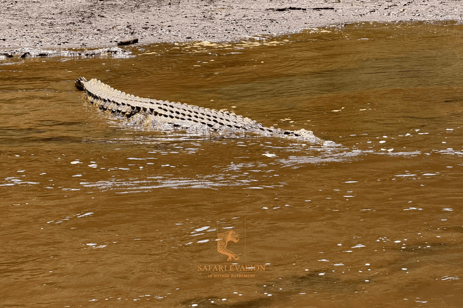 un crocodile sur l'eau