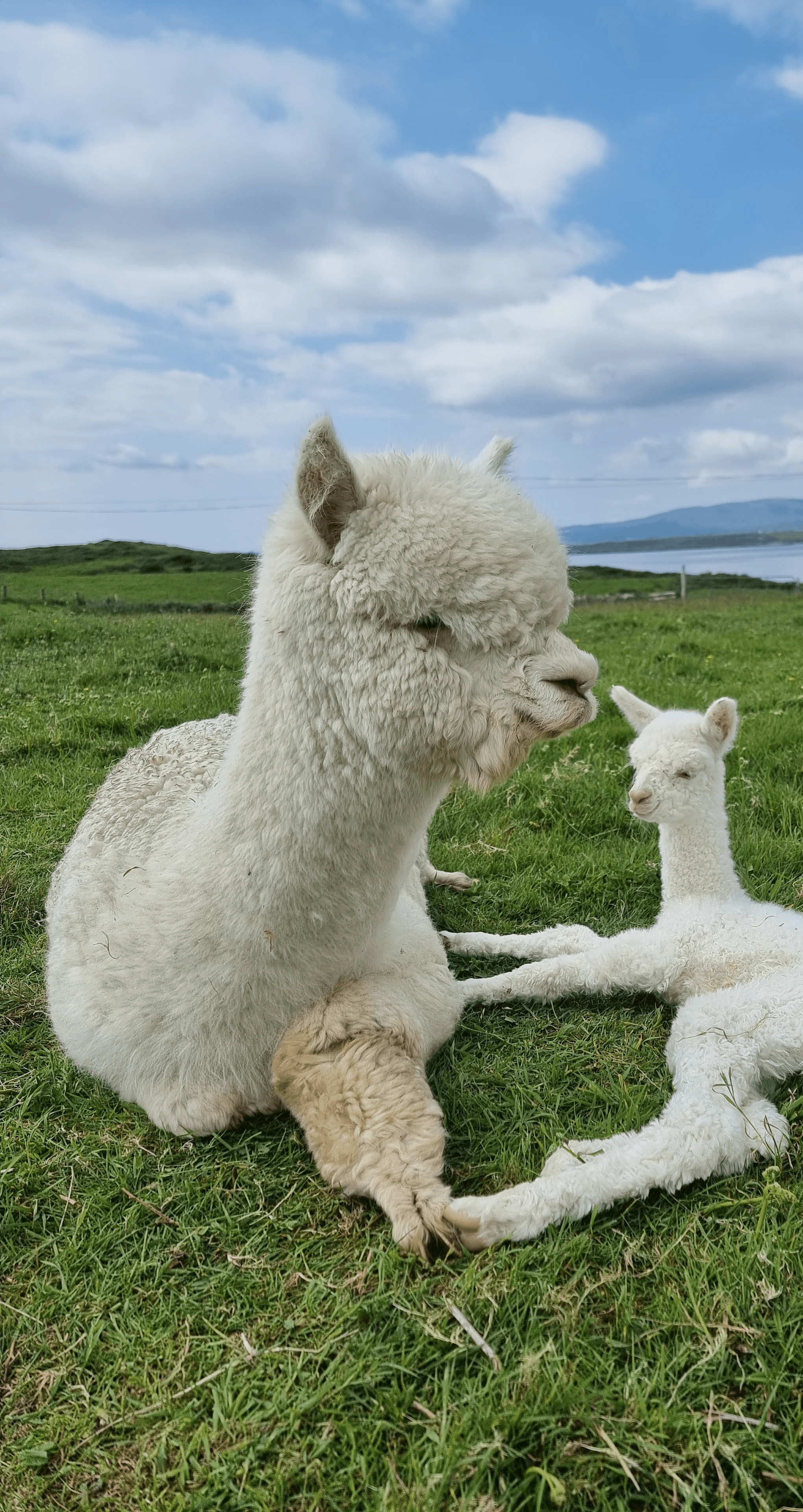 Luna and her first cria Aurora