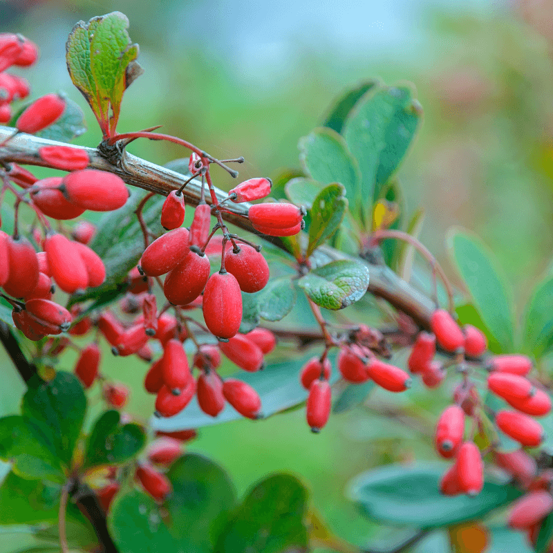 Barberry