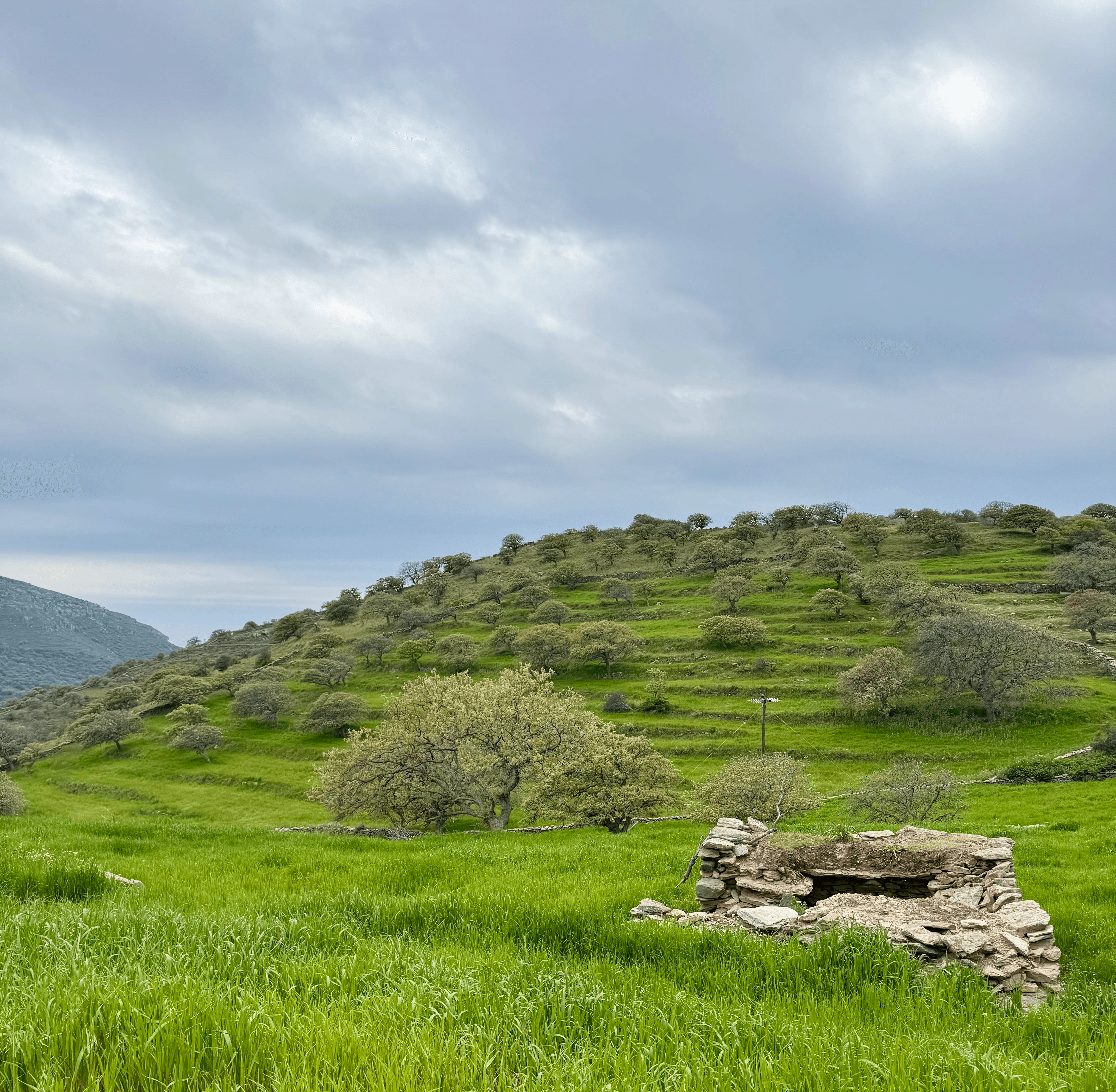 Πράσινη πλαγιά με βελανιδιές και πέτρινα ερείπια στο Σταυρουδάκι, Κέα