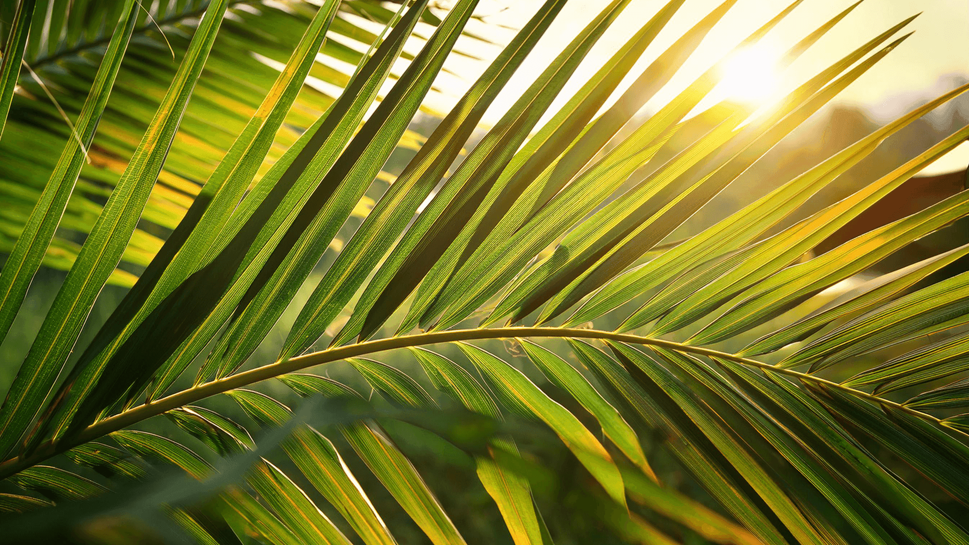 Close-up of tropical palm fronds glowing in sunlight, capturing the serene and lush atmosphere of Club Vieques, Puerto Rico.