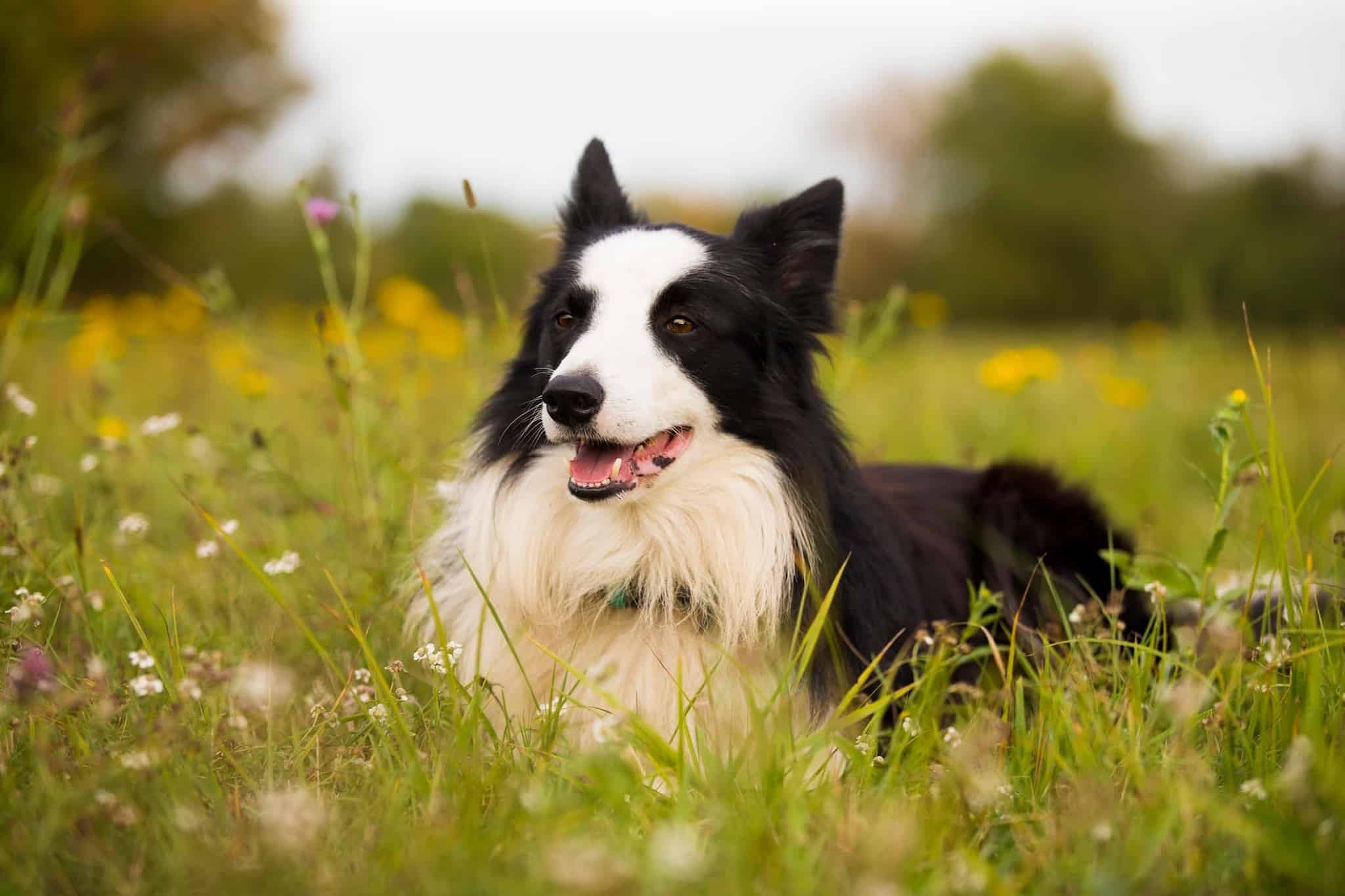 A Border Collie is lying down on a bed of green grass while smiling.