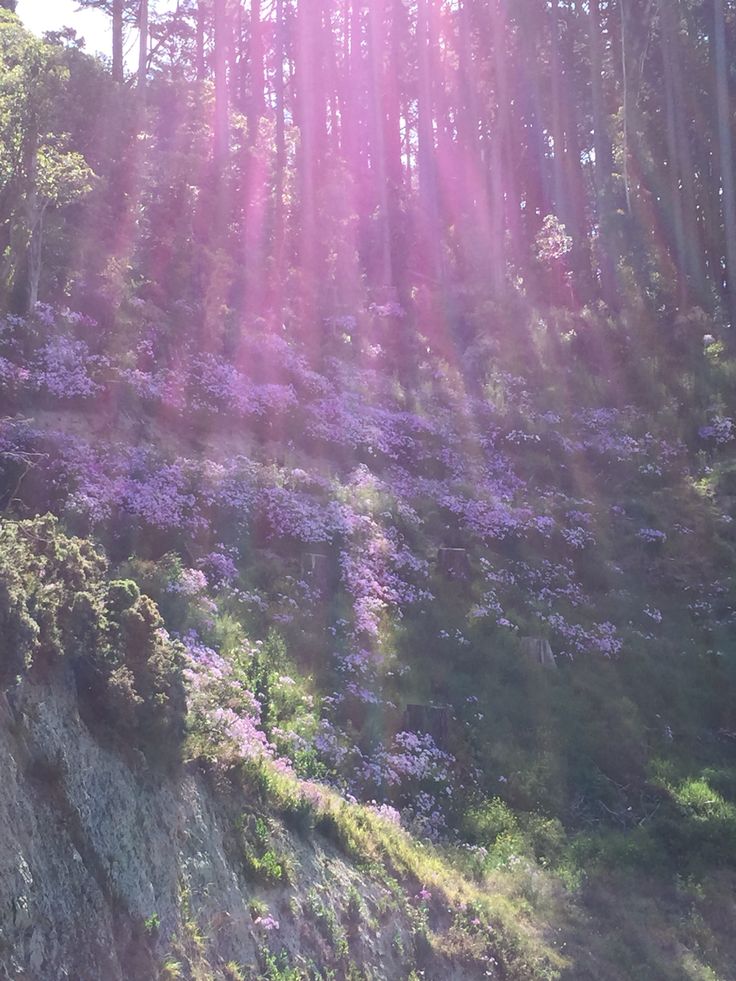 Lumière violette et fleurs