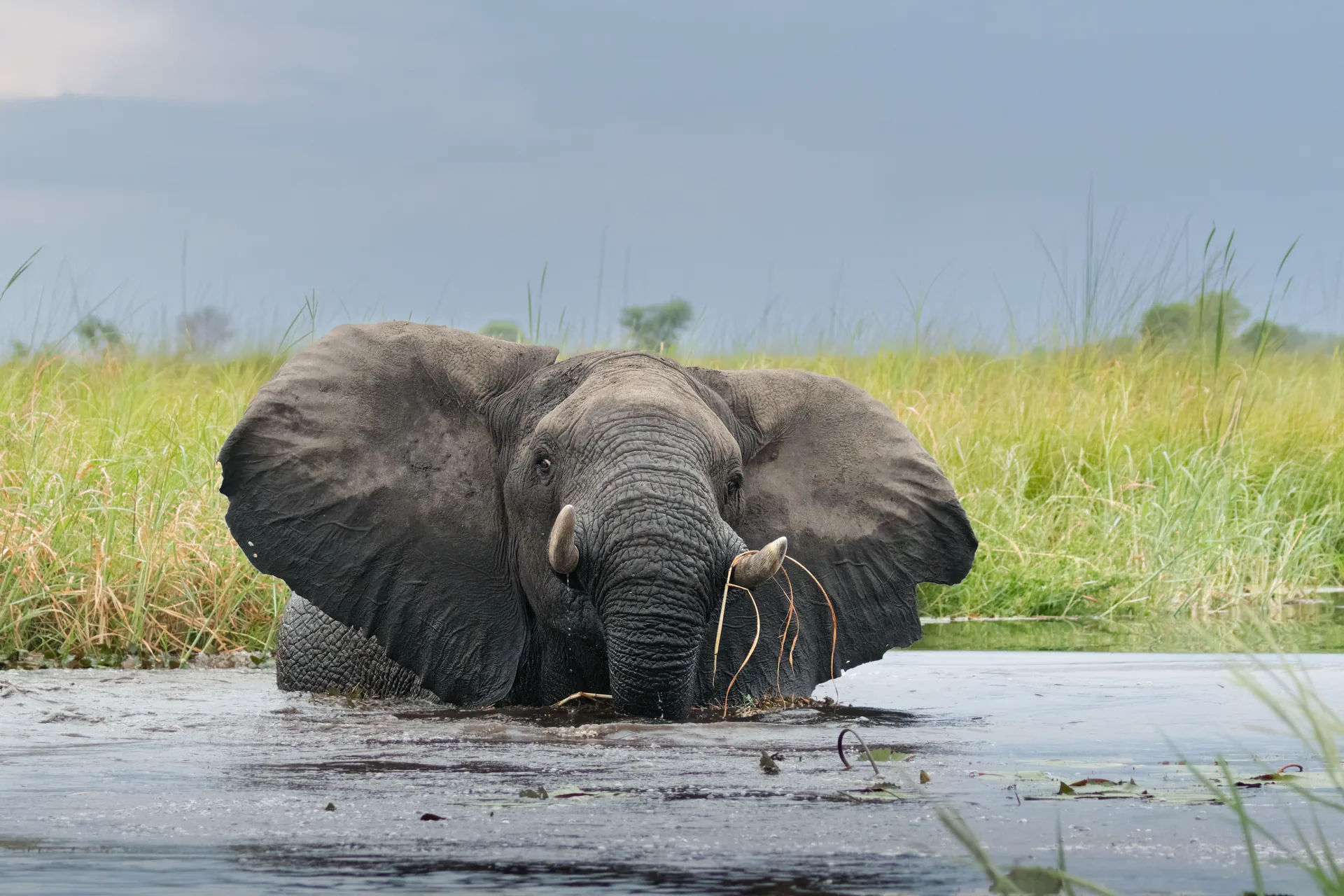 An elephant facing the camera while standing in water, reeds behind.