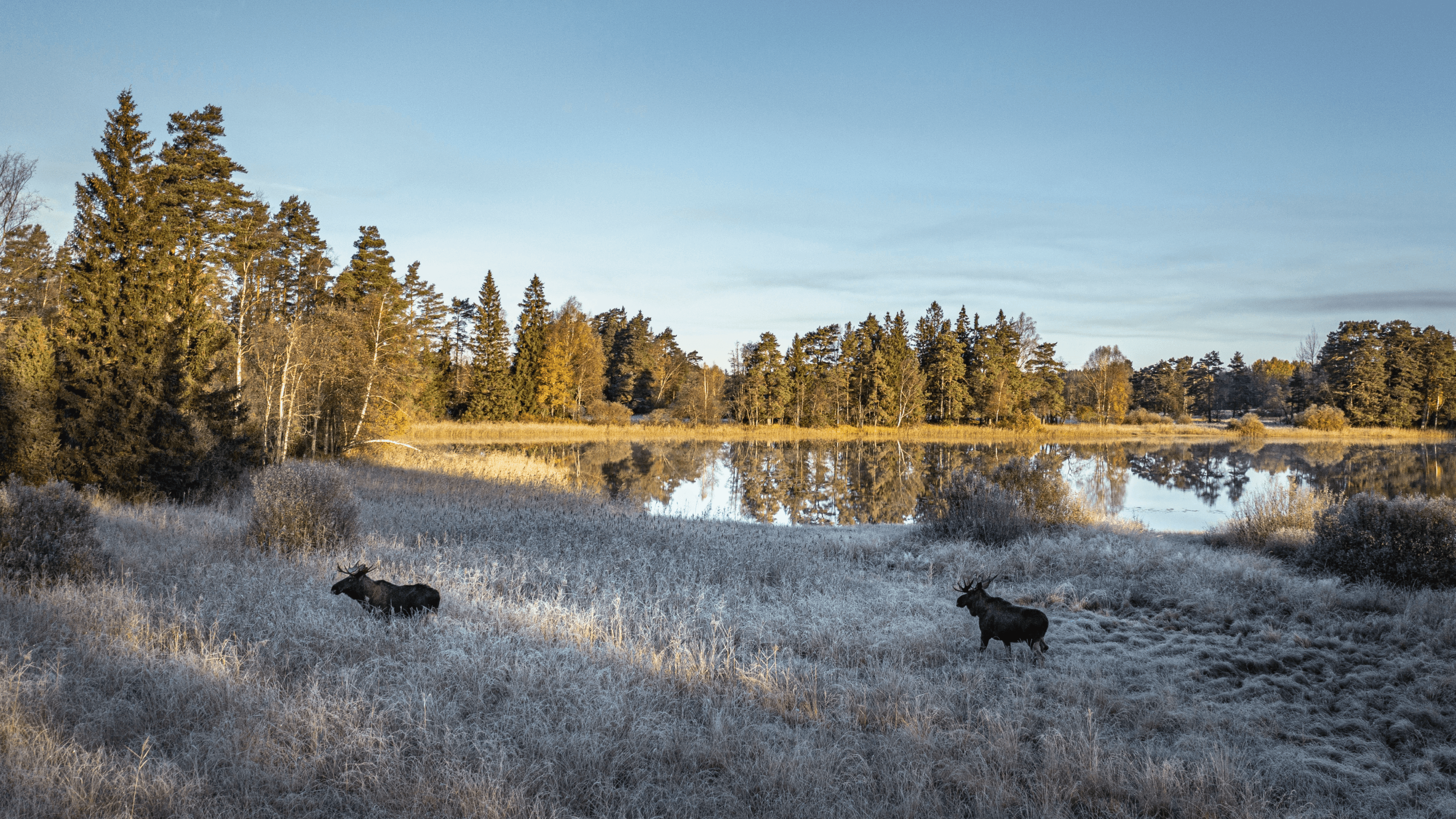 Två älgar som går förbi en sjö