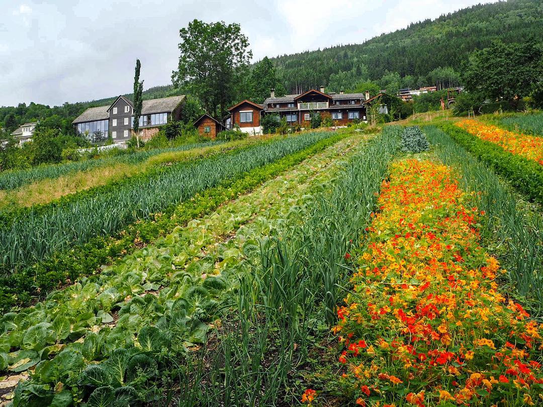 Finnegardens grønnsakshage. Finnegarden kortreiste grønnsaker, eplemost og sider til Tre Brør