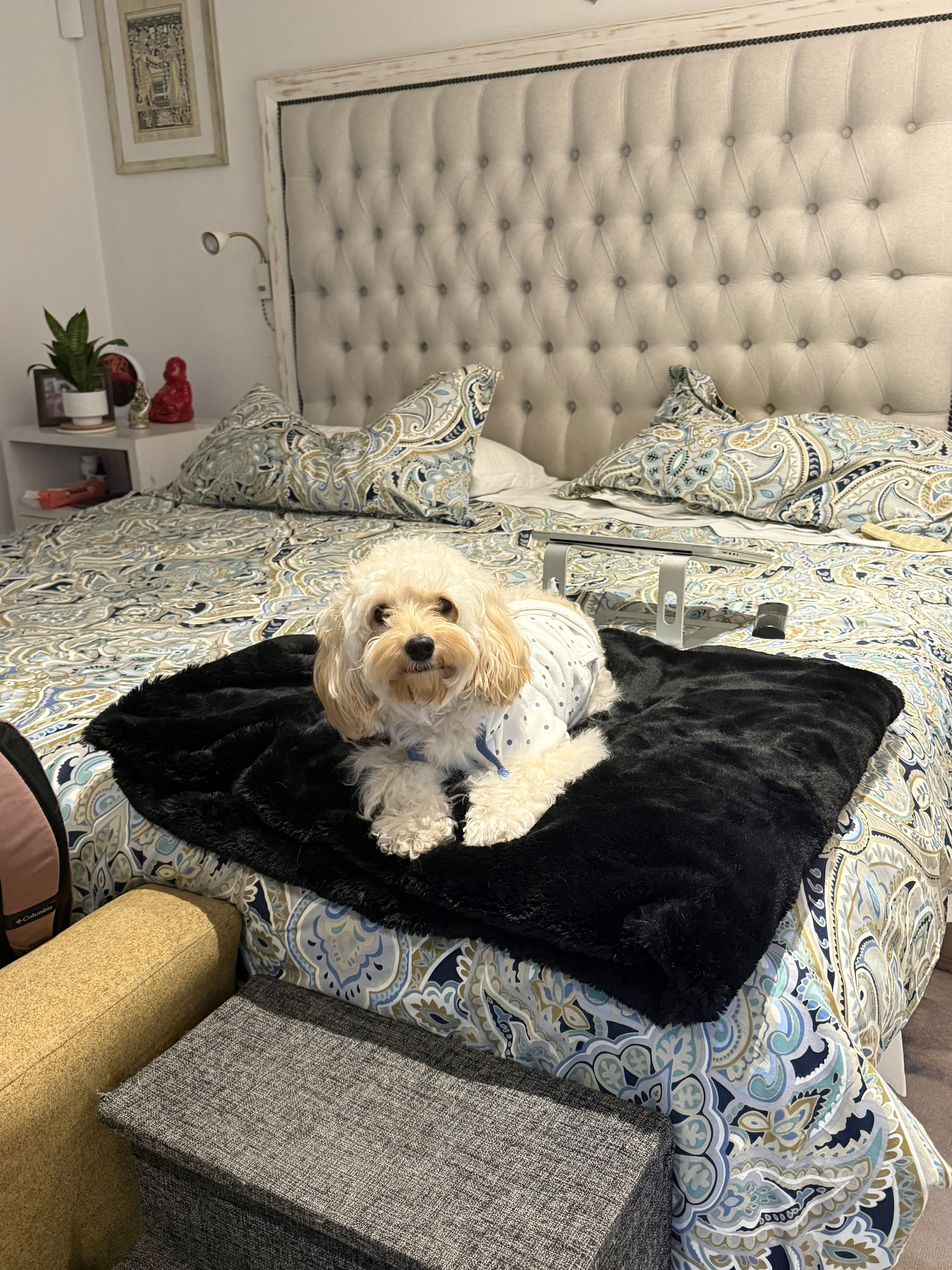 3 perritos en balcón con mar
