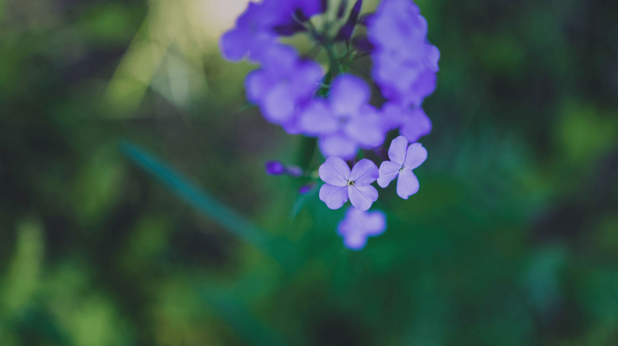 Close-up of small purple flowers with a soft green blurred background