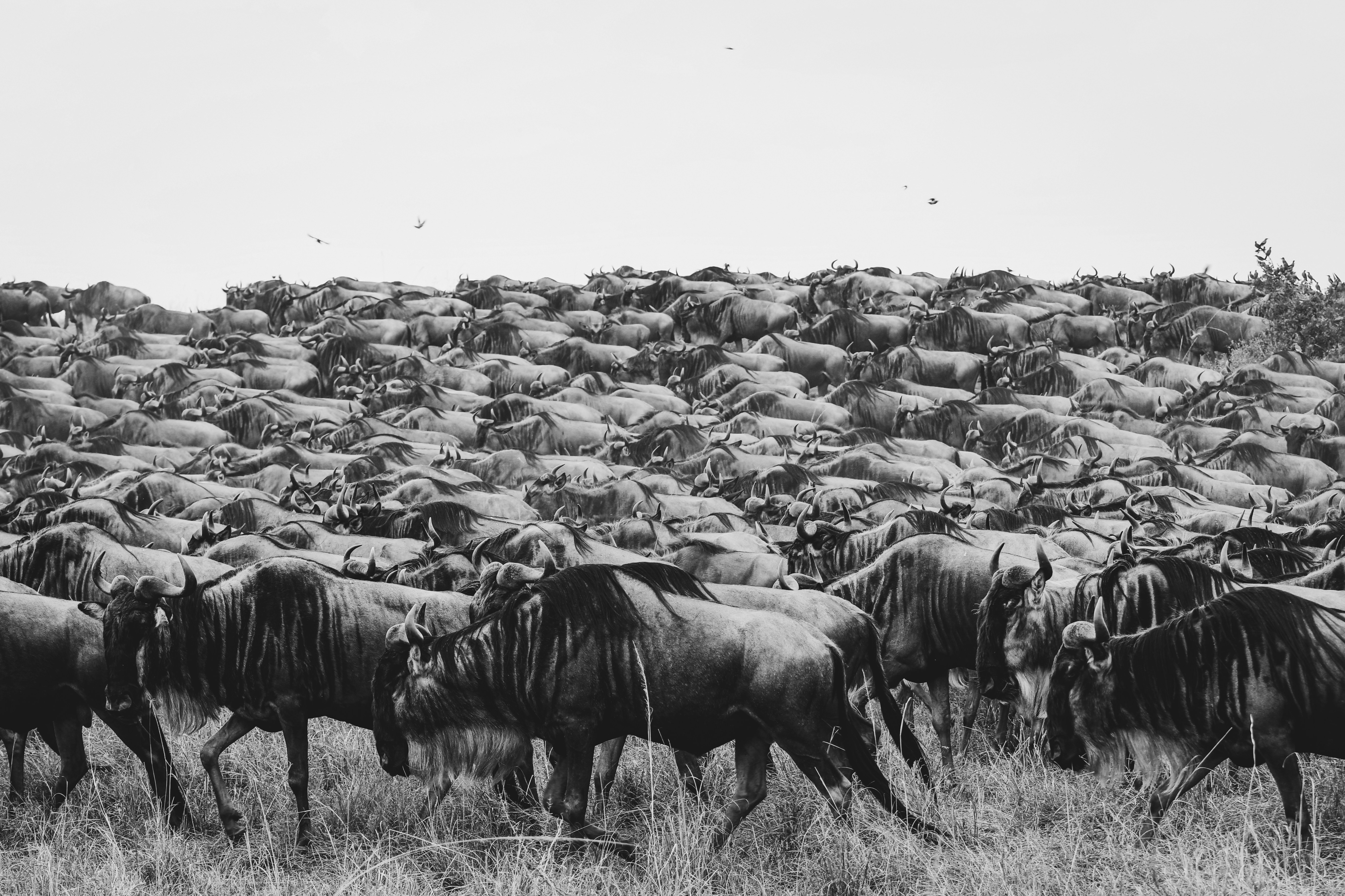 A herd of wildebeest migrating across a grassy plain.