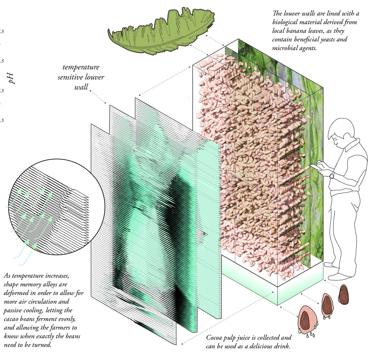 Temperature-responsive cacao fermentation wall with banana-leaf-derived lining.