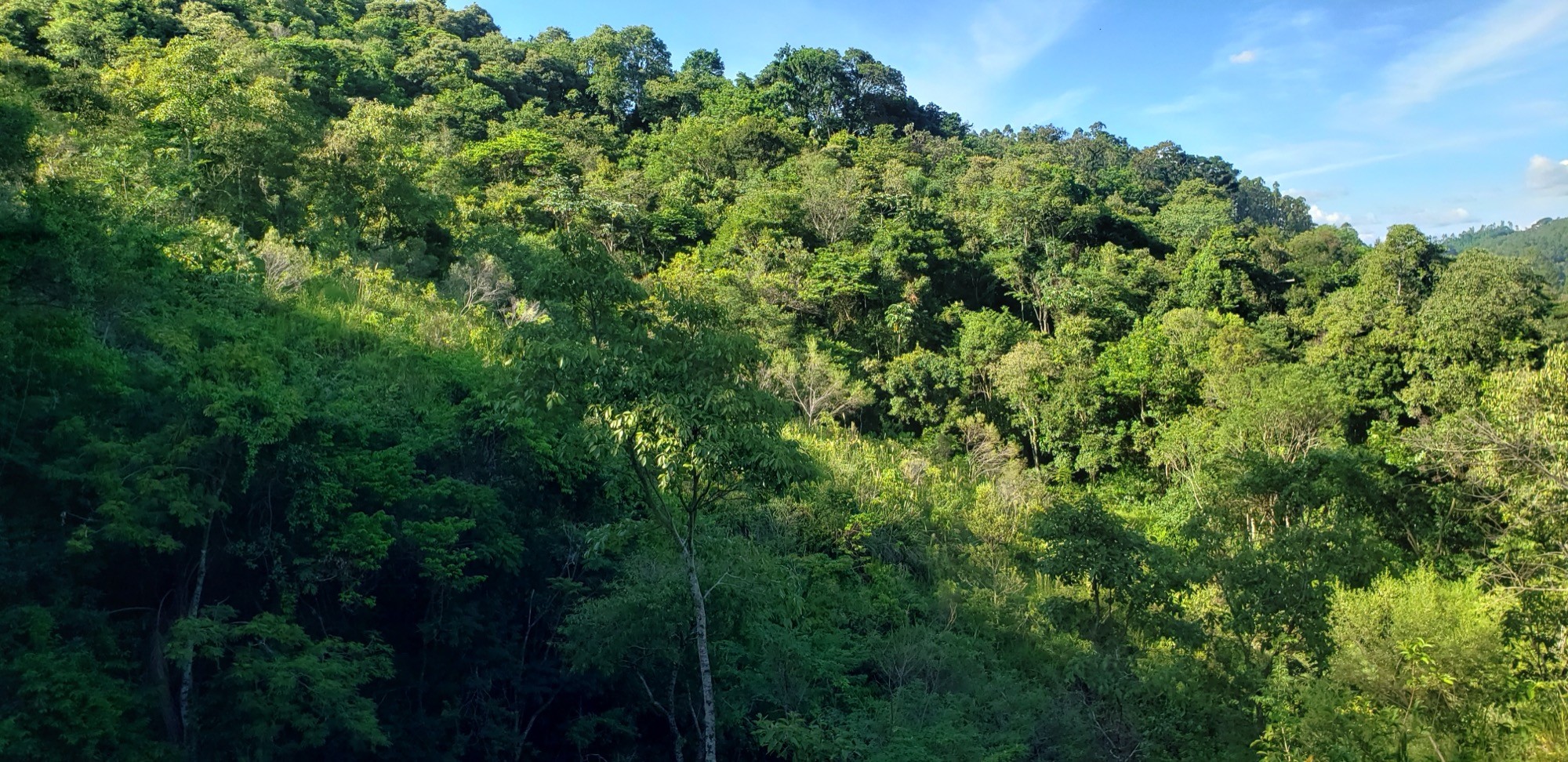 Encosta coberta por mata atlântica densa e verde sob céu azul