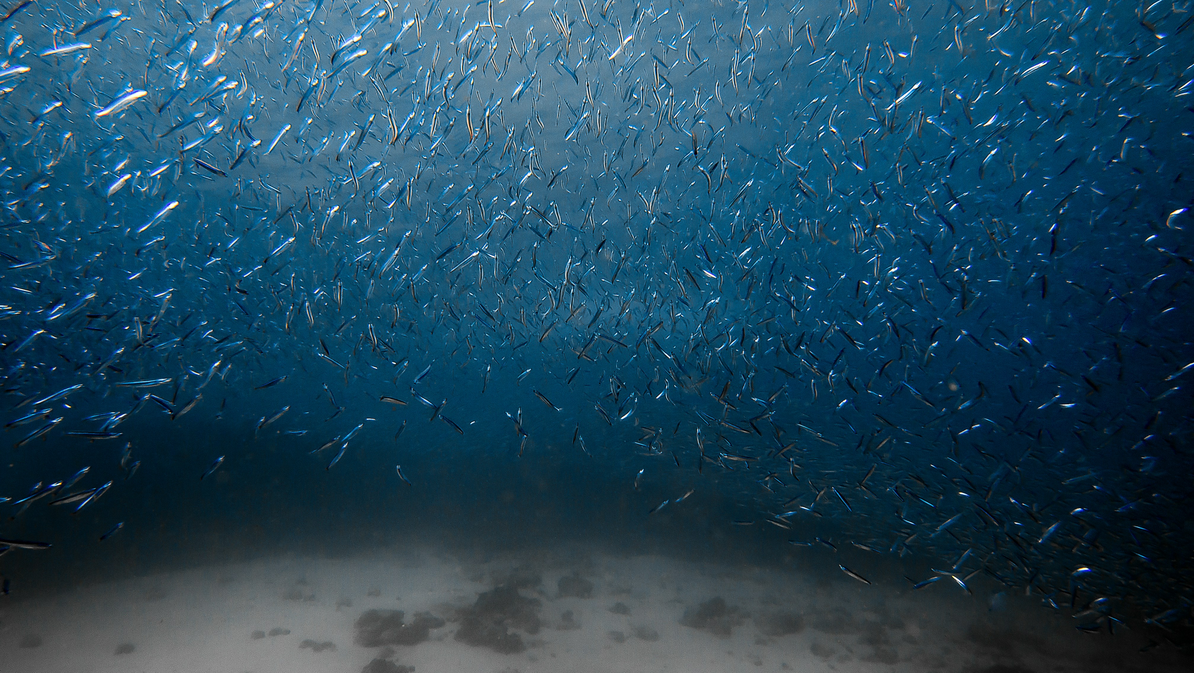 a large group of fish swimming in the ocean