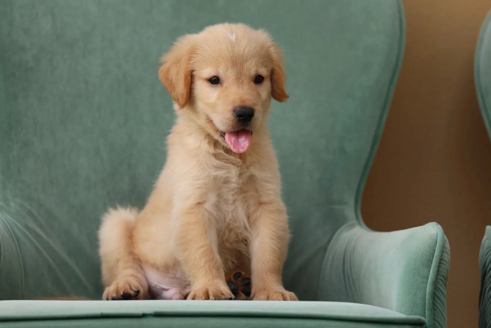 A puppy is sitting down on a green cough while looking down.
