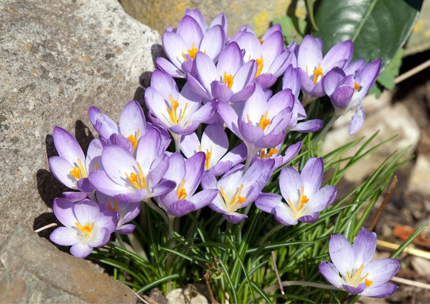 Flores de azafrán crocus sativus en floración