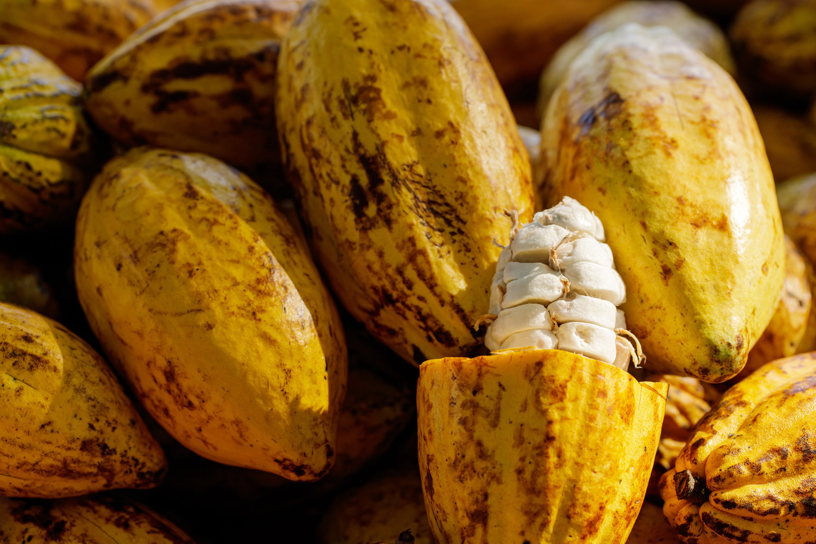 Pile de cabosses de cacao vues de très près