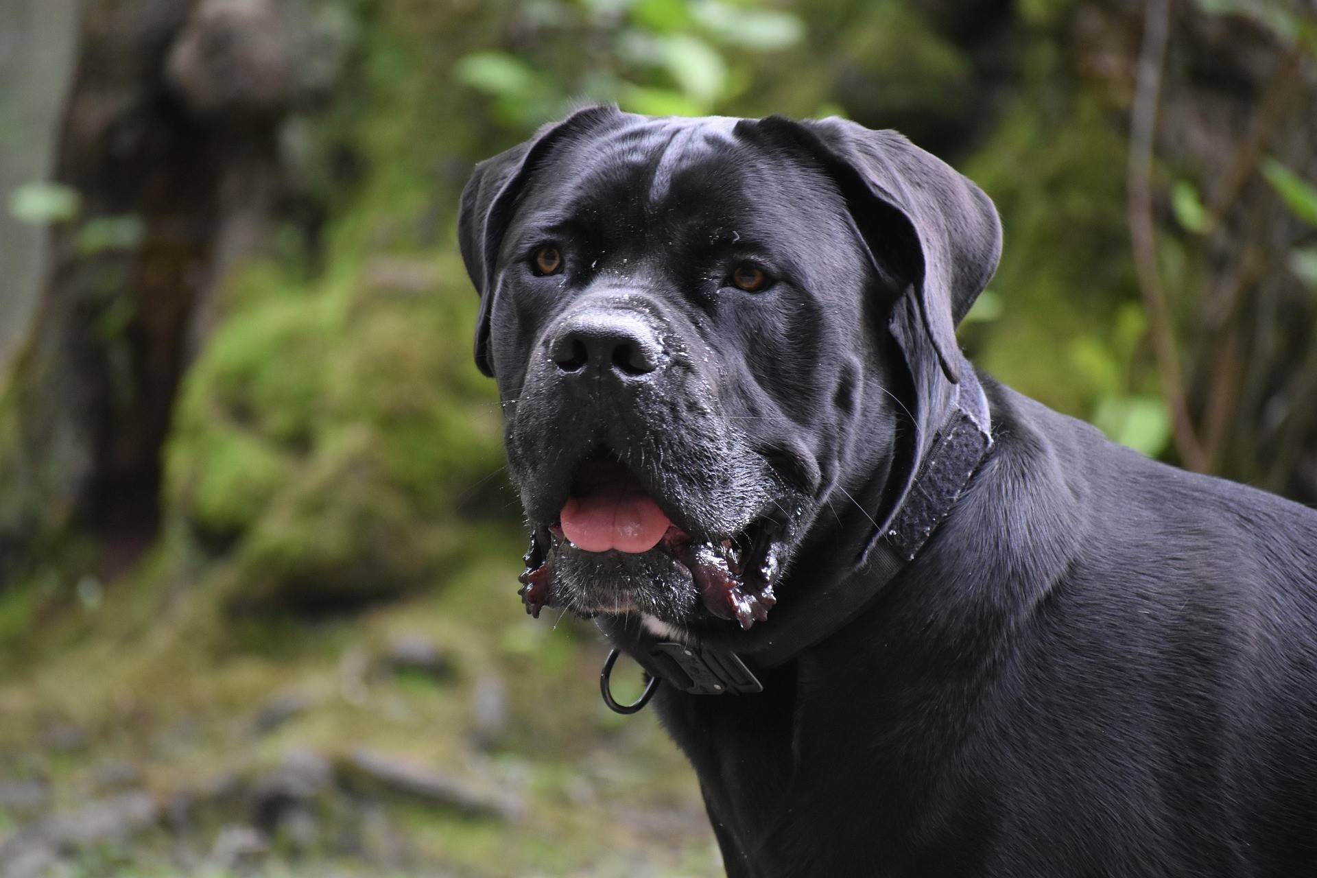 Cane Corso Physical Characteristics
