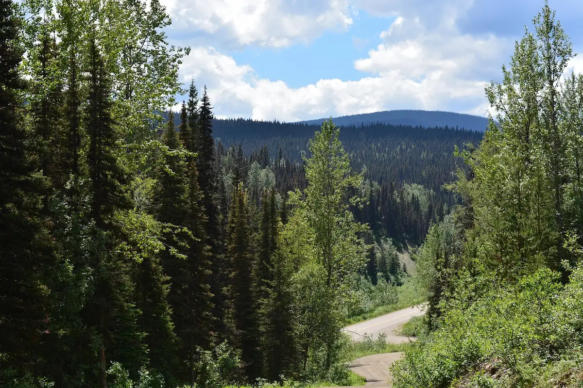 A forested hillside and winding rural road in Aldergrove, BC, surrounded by dense evergreens and mountain scenery.