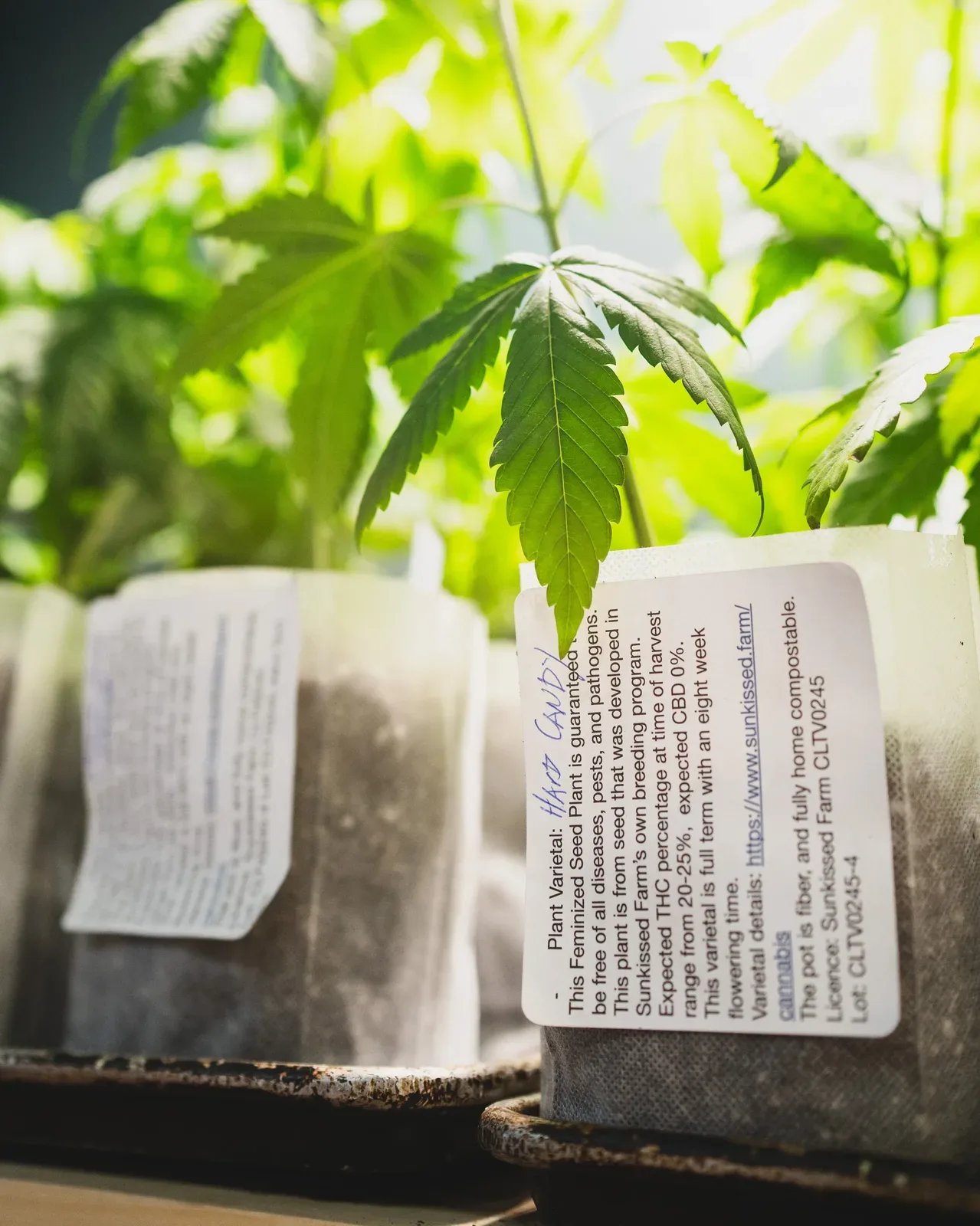Sunkissed Farm cannabis seedling with a licensed varietal plant tag in a grow bag, Vermont home grow program