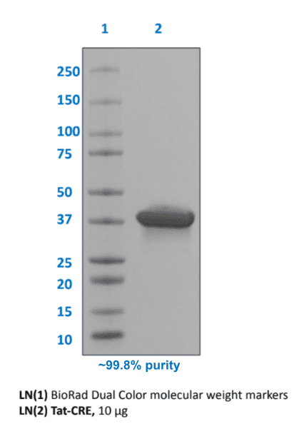 SDS-PAGE purity analysis of purified TAT-Cre Recombinase Protein