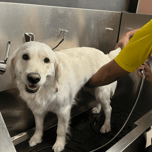 Expert pet groomers in Dubai providing a professional deep-cleaning bath for a golden retriever.