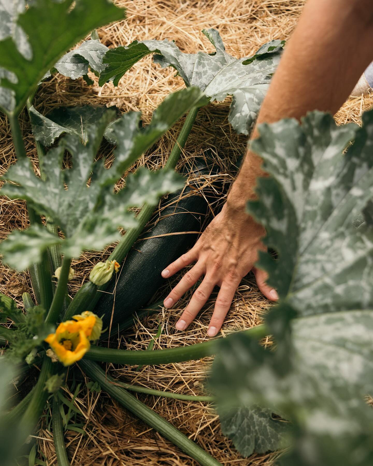 Person holding their hand for reference next to a zucchini