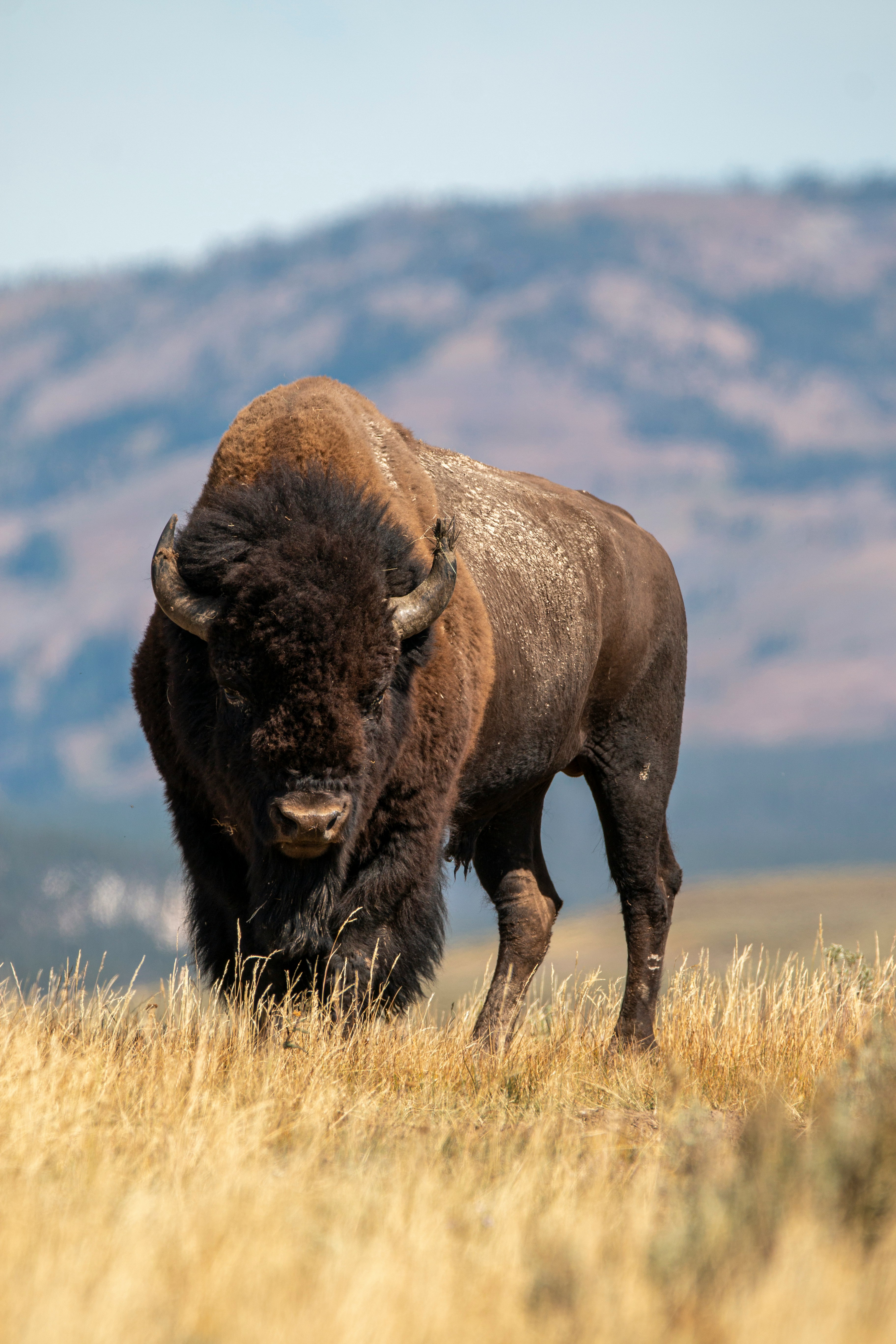 selective focus photography of brown cattle on brown field