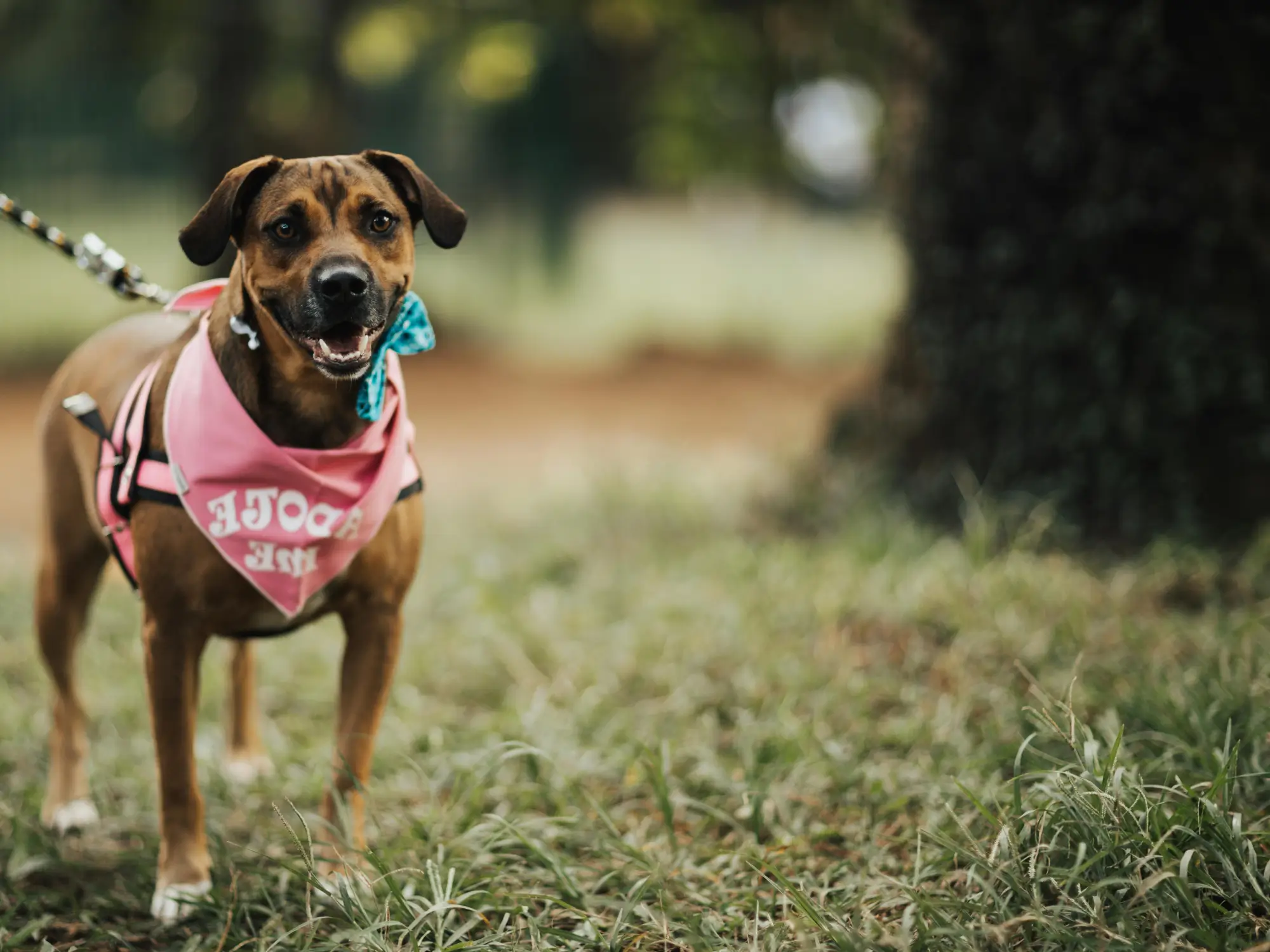 Mixed breed dog wearing a pink bandana that says 'adopt me' playing outdoors in a park.